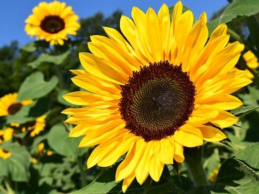 https://pixabay.com/en/sunflower-sunflower-field-yellow-1627193/